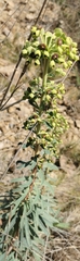 Euphorbia characias