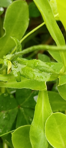 Capsella bursa-pastoris image