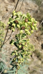 Euphorbia characias