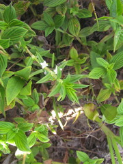 Hexasepalum apiculatum