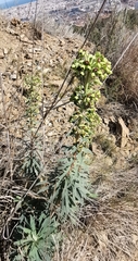 Euphorbia characias