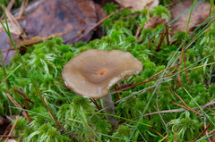 Phaeonematoloma myosotis