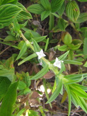 Hexasepalum apiculatum
