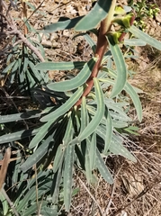 Euphorbia characias