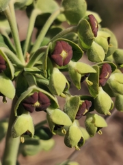 Euphorbia characias