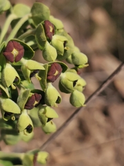 Euphorbia characias