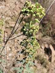 Euphorbia characias