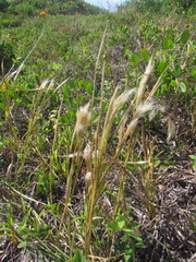 Andropogon arenarius
