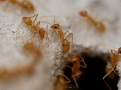 Myrmecocystus