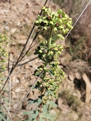 Euphorbia characias