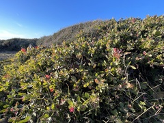Arctostaphylos cruzensis