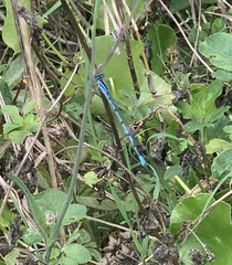 Enallagma doubledayi