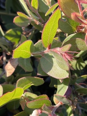 Arctostaphylos cruzensis