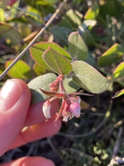 Arctostaphylos cruzensis