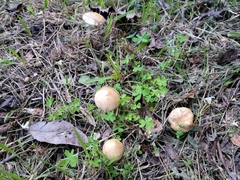 Agrocybe praecox