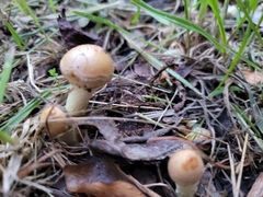 Agrocybe praecox