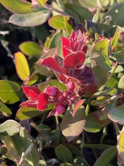 Arctostaphylos cruzensis