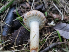 Agrocybe praecox