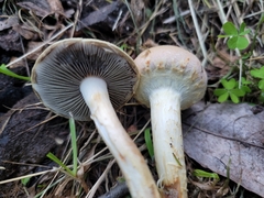 Agrocybe praecox