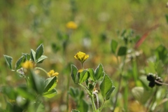 Medicago tornata