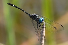 Micrathyria catenata