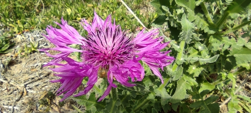 Centaurea polyacantha