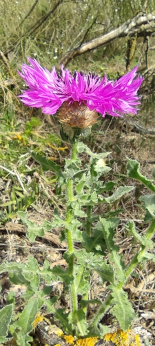 Centaurea polyacantha, photograph 1