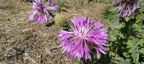 Centaurea polyacantha, photograph 2
