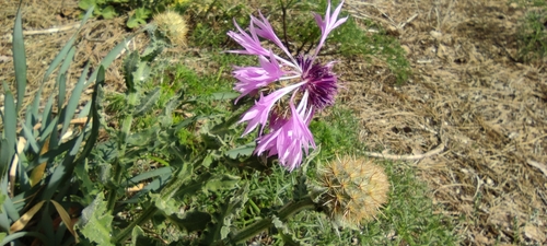 Centaurea polyacantha, photograph 3