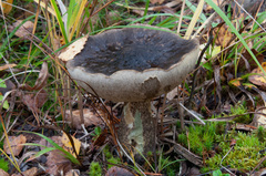 Leccinum variicolor