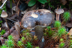 Leccinum variicolor