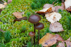 Psilocybe fuscofulva