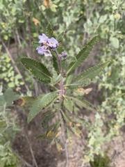 Eriodictyon crassifolium