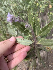 Eriodictyon crassifolium