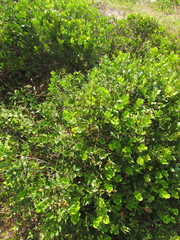 Microstachys corniculata
