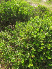 Microstachys corniculata