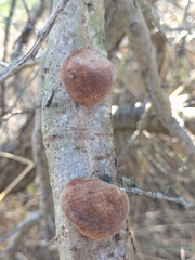 Fomitiporia hippophaeicola