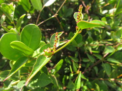 Microstachys corniculata