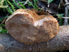 Fomitiporia hippophaeicola