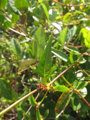 Microstachys corniculata