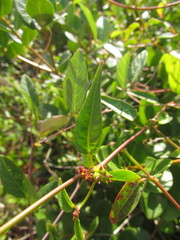 Microstachys corniculata