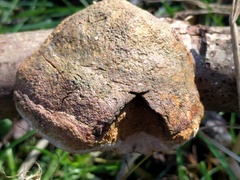 Fomitiporia hippophaeicola