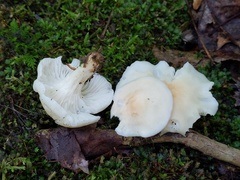 Cuphophyllus angustifolius