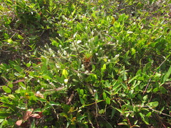 Polygala cyparissias