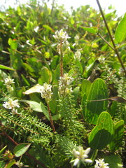 Polygala cyparissias