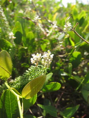 Polygala cyparissias