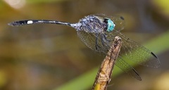 Micrathyria catenata