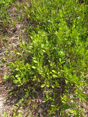 Symphyopappus casarettoi