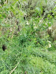 Chamaecytisus prolifer image