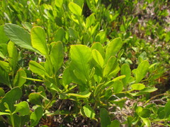Symphyopappus casarettoi